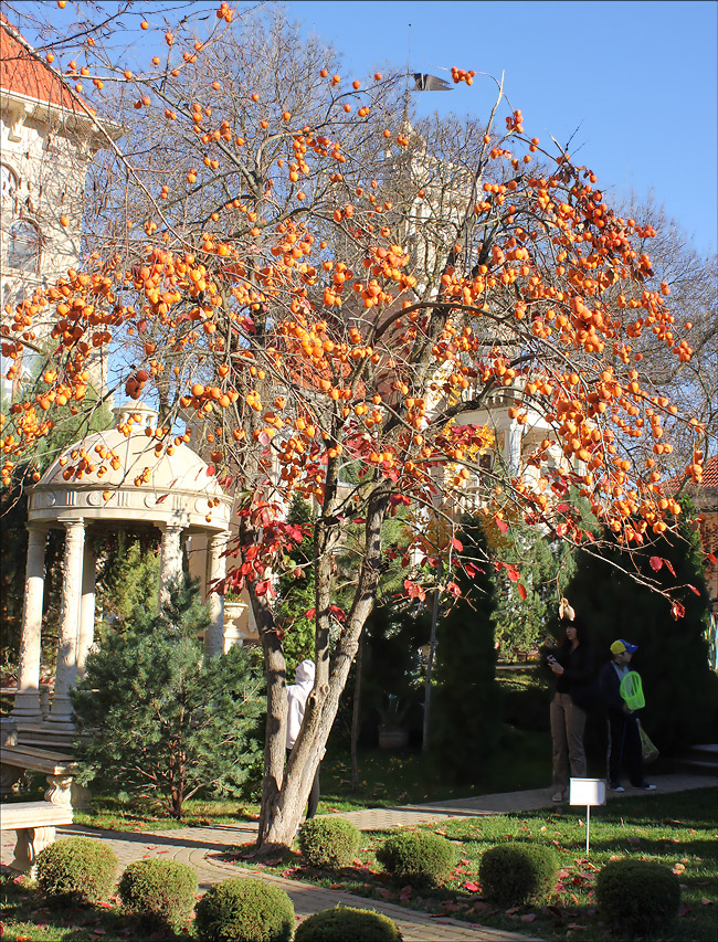 Image of Diospyros kaki specimen.