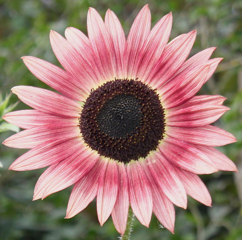 Image of Helianthus annuus specimen.