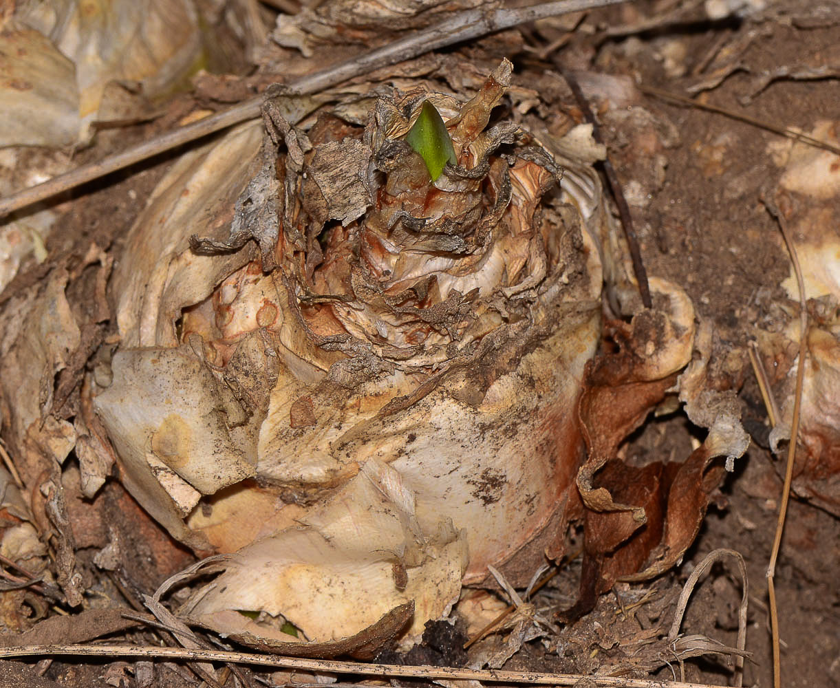 Image of Drimia aphylla specimen.