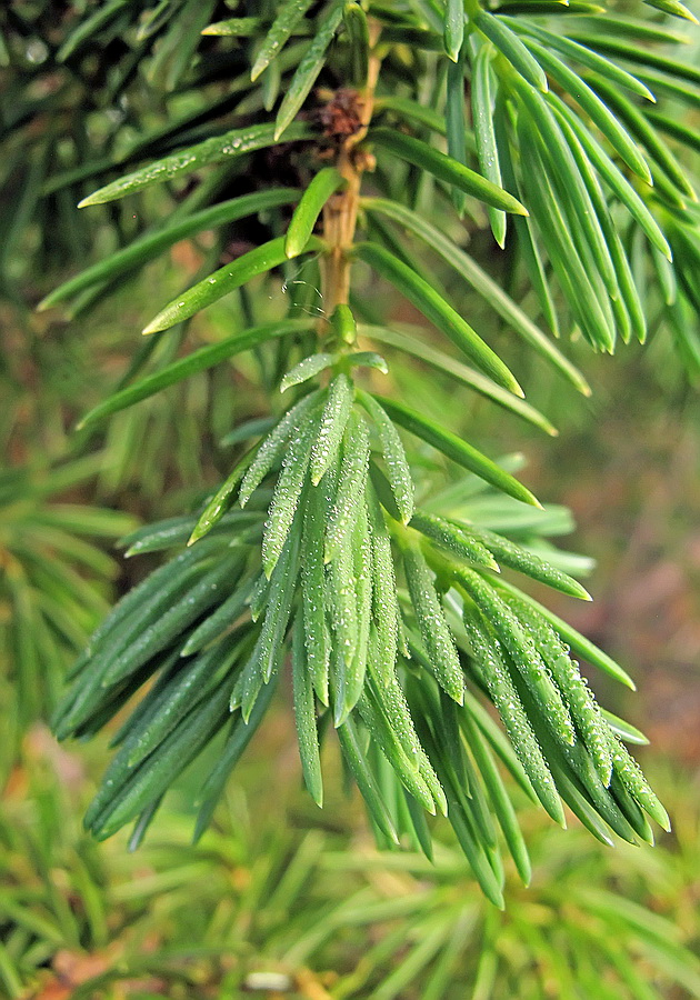 Image of Juniperus rigida specimen.