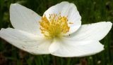 Anemone nemorosa