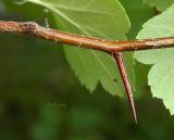 Crataegus dahurica