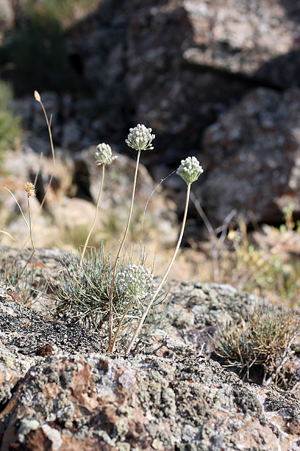 Image of Allium caesium specimen.