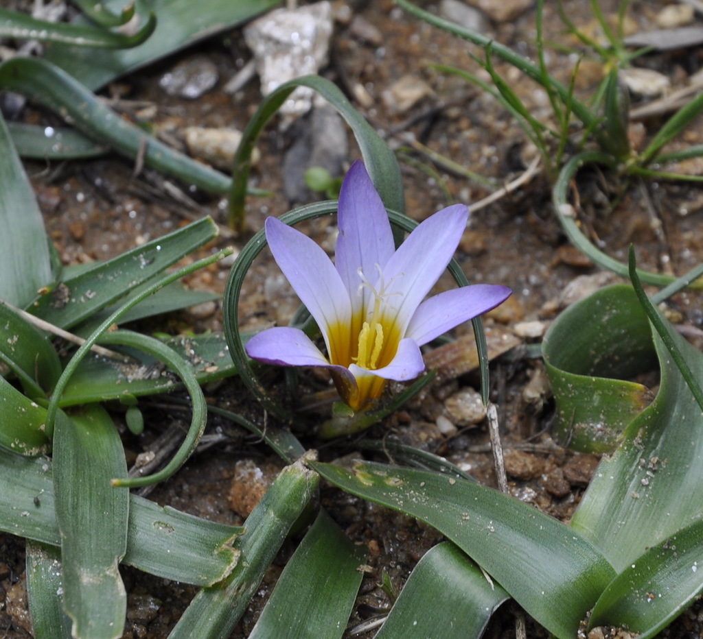 Изображение особи Romulea bulbocodium.