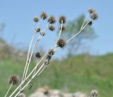 Dipsacus strigosus. Верхушка высохшего растения с прошлогодними соплодиями. Нагорный Карабах, окр. г. Шуши, Унотское ущелье. 05.05.2013.