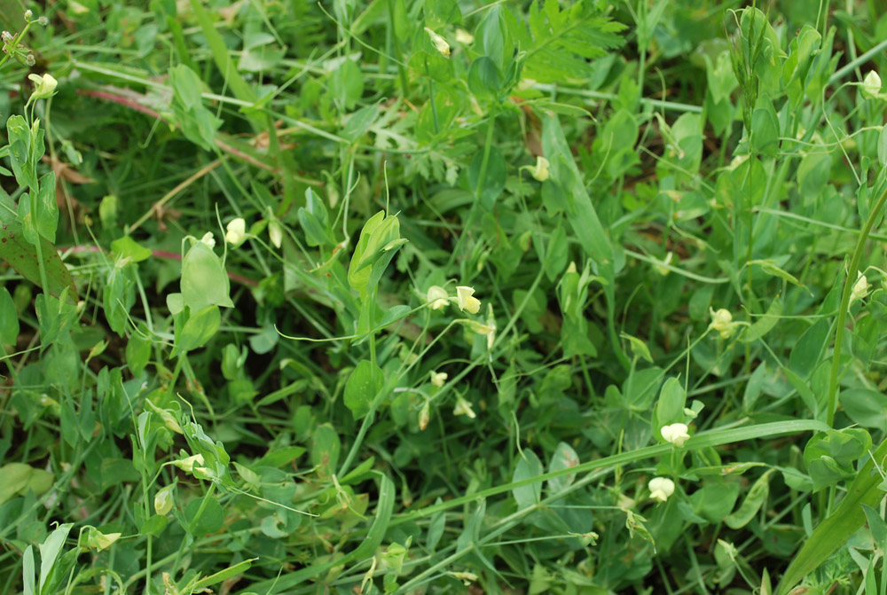 Image of Lathyrus aphaca specimen.