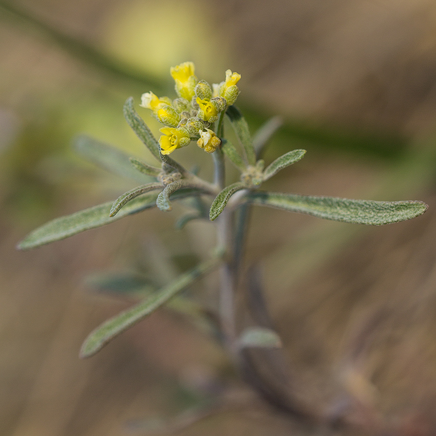 Изображение особи род Alyssum.