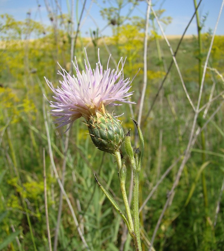 Image of Klasea radiata specimen.