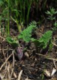 Salvia nutans. Молодые побеги. Курская обл., юг Кореневского р-на, ур. Карякин яр, степь на плакоре. 20.04.2014.