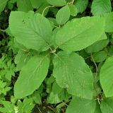 Viburnum lantana