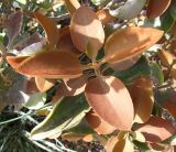 Kalanchoe orgyalis