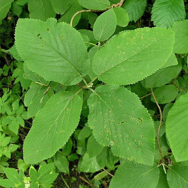 Image of Viburnum lantana specimen.