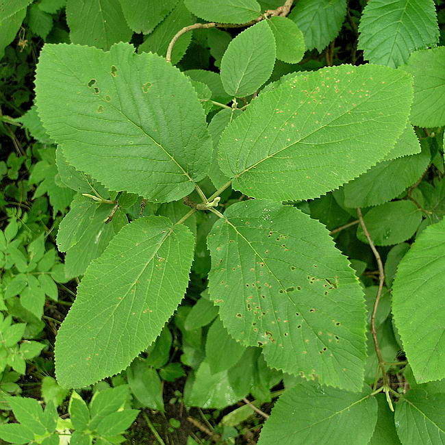 Изображение особи Viburnum lantana.