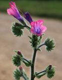 Echium plantagineum. Верхушка побега с цветками. Греция, п-ов Пелопоннес, окр. г. Катаколо. 12.04.2014.