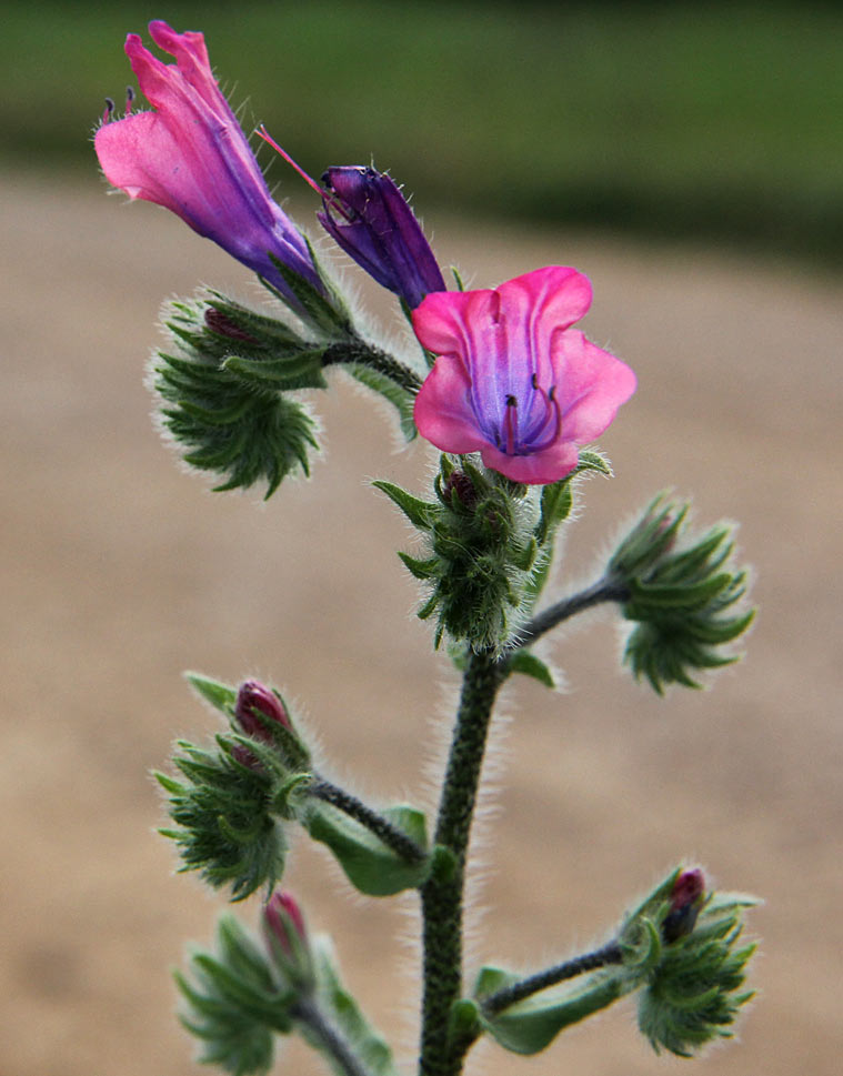 Изображение особи Echium plantagineum.