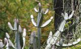 genus Euphorbia. Верхушки побегов с сидящей нектарницей. Таиланд, провинция Краби, курорт Рейли. 13.12.2013.