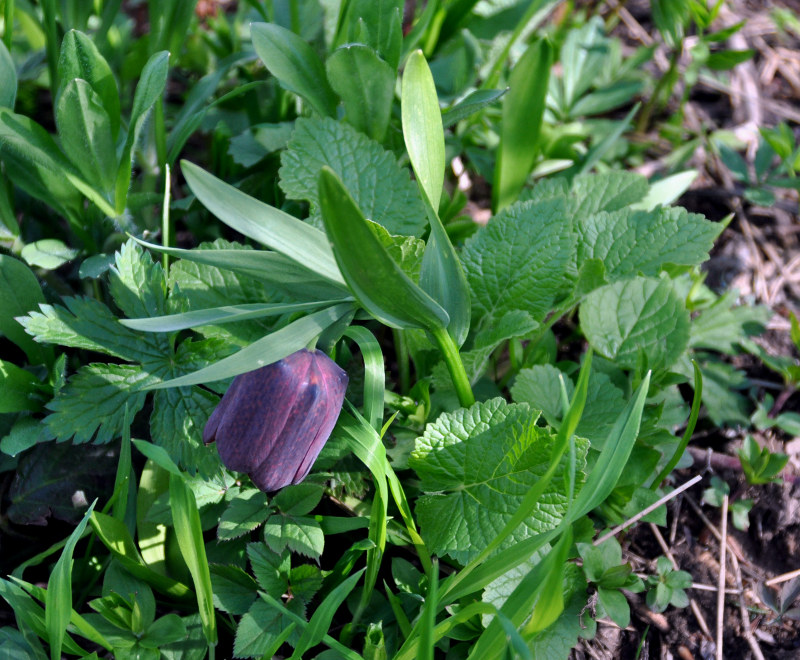 Изображение особи Fritillaria latifolia.