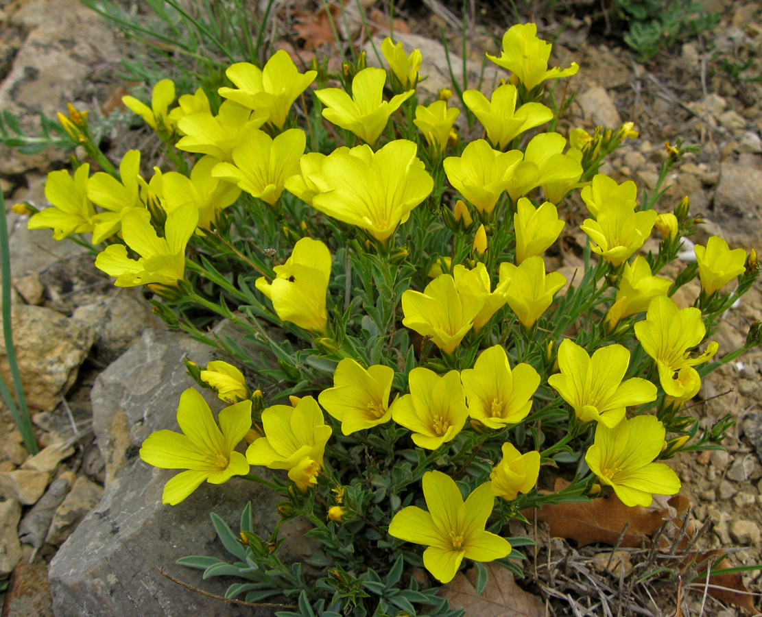 Image of Linum pallasianum specimen.