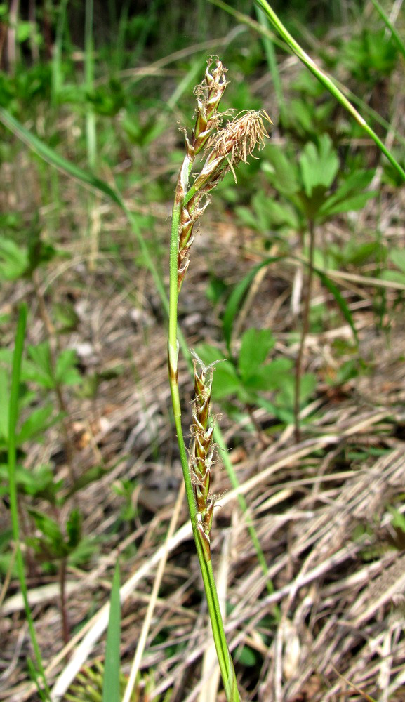 Изображение особи Carex rhizina.