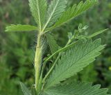 Potentilla recta. Часть побега. Белгородская обл., г. Губкин, у дороги к кварцитному отвалу ЛГОКа. 15 июня 2009 г.