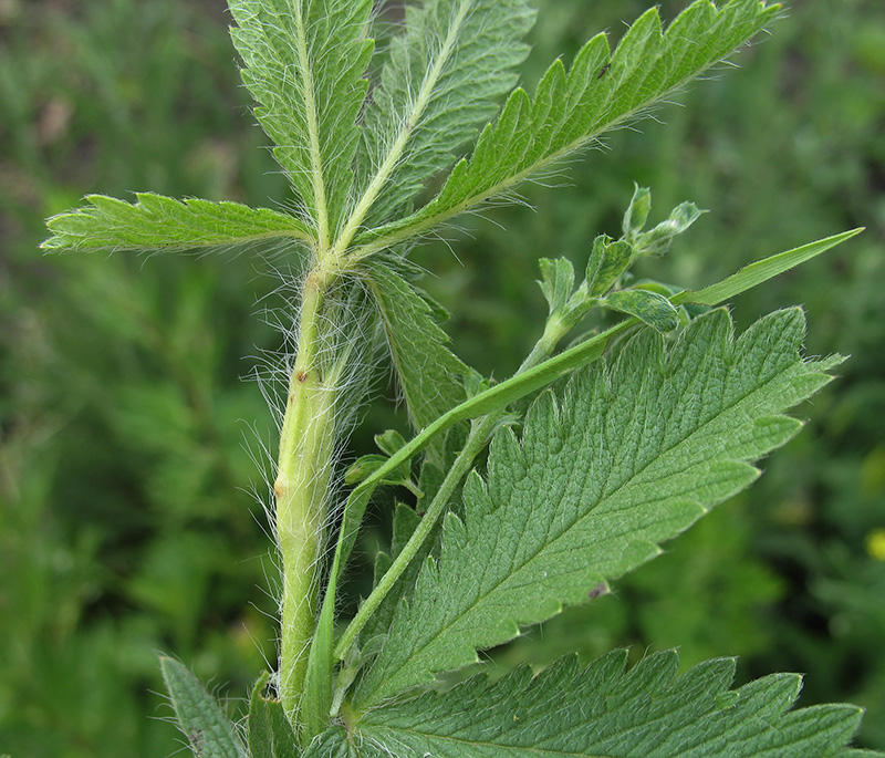 Изображение особи Potentilla recta.