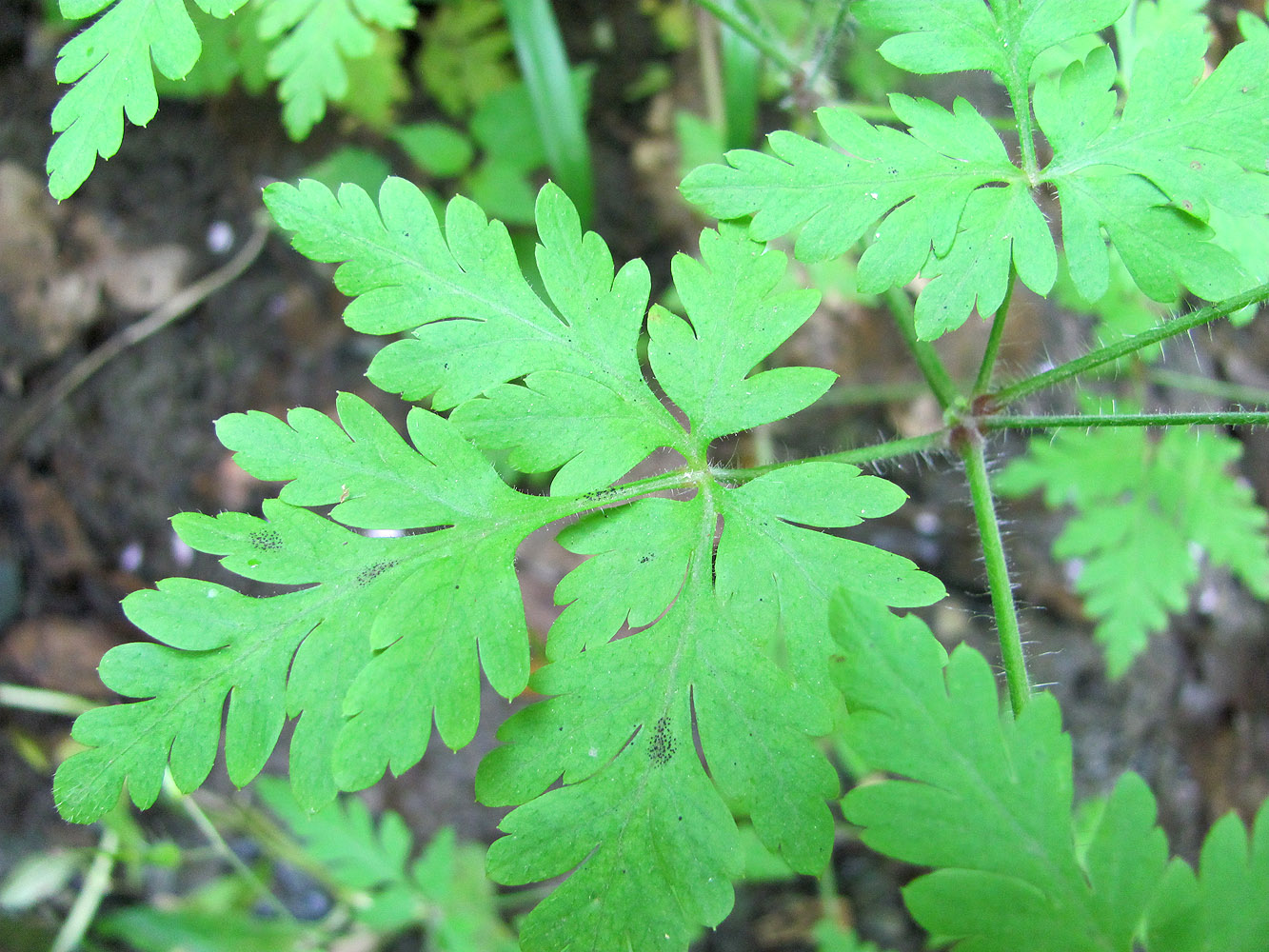 Изображение особи Geranium robertianum.