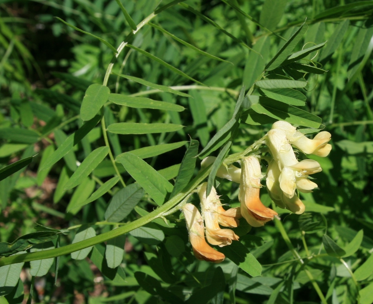 Изображение особи Vicia balansae.