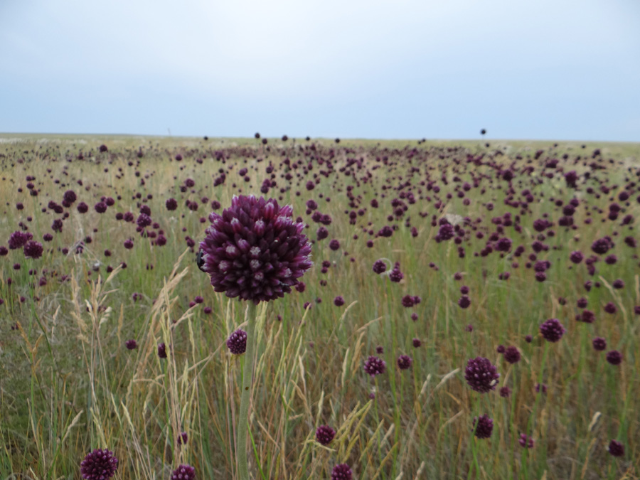 Image of Allium rotundum specimen.