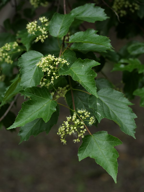 Image of Acer ginnala specimen.