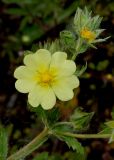 Potentilla recta. Верхняя часть побега с цветком и бутонами. Германия, г. Дюссельдорф, Ботанический сад университета. 03.06.2014.