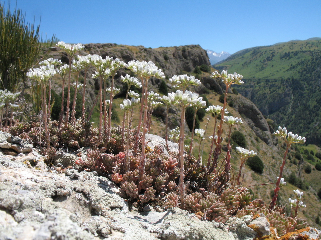 Image of Sedum alberti specimen.