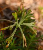 Delphinium ithaburense