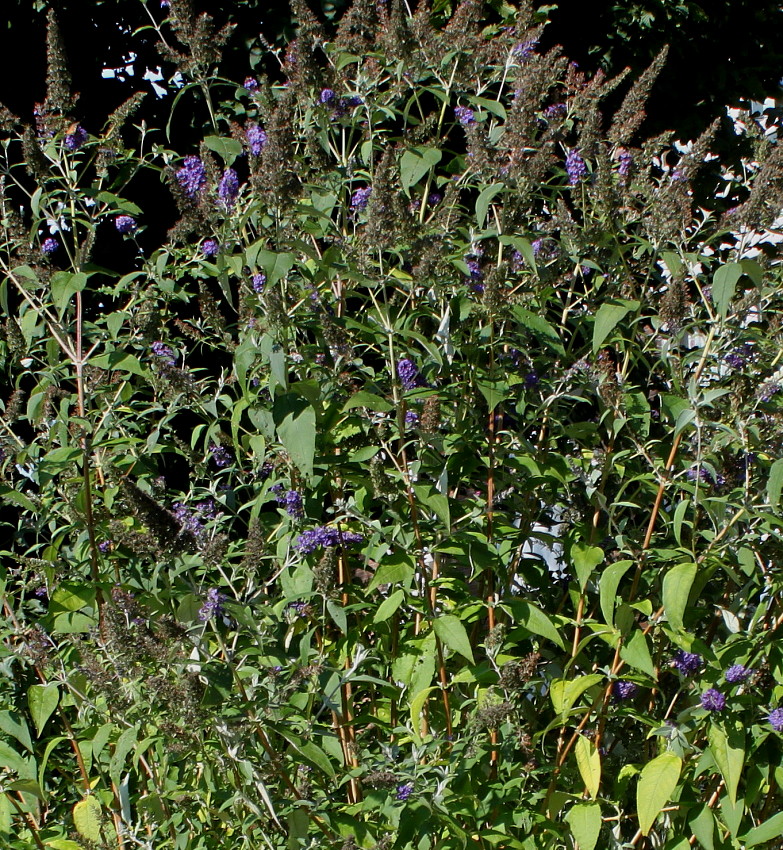 Image of Buddleja davidii specimen.