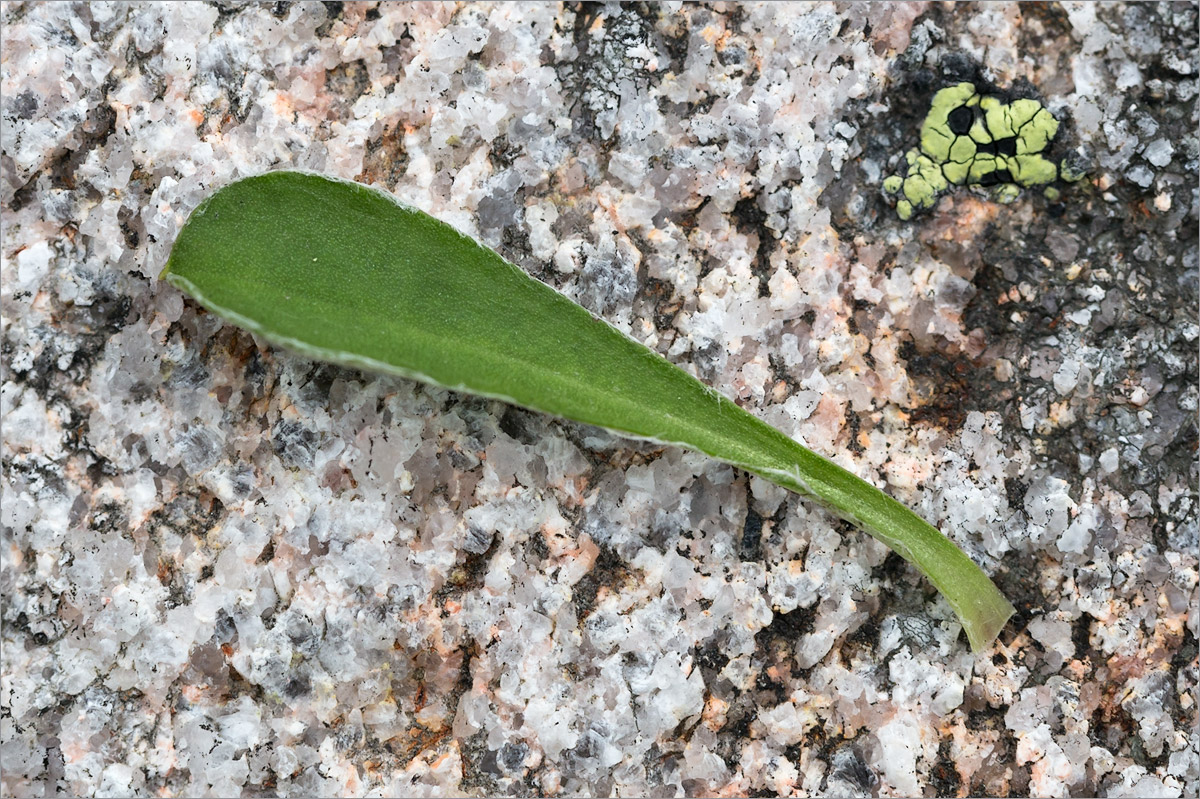 Изображение особи Antennaria dioica.