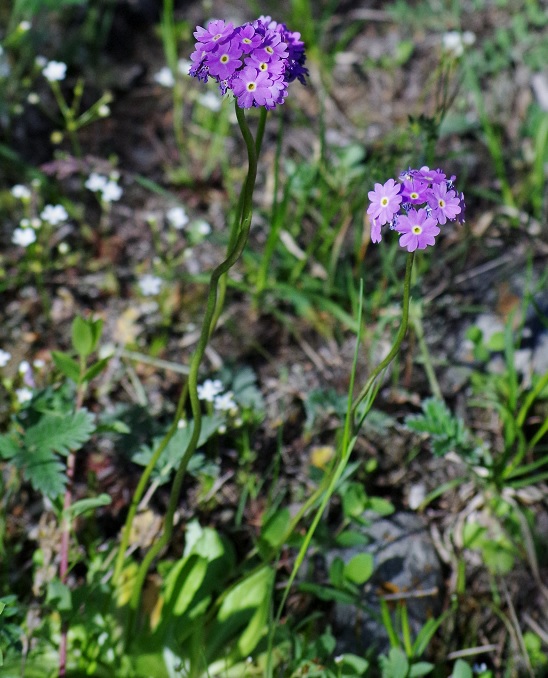 Image of Primula algida specimen.