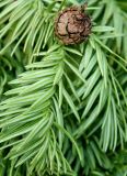 Cunninghamia lanceolata