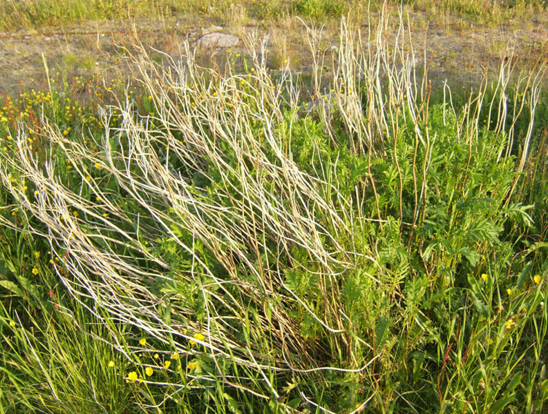 Image of Tanacetum vulgare specimen.