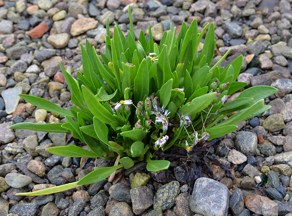 Изображение особи Tripolium pannonicum ssp. tripolium.