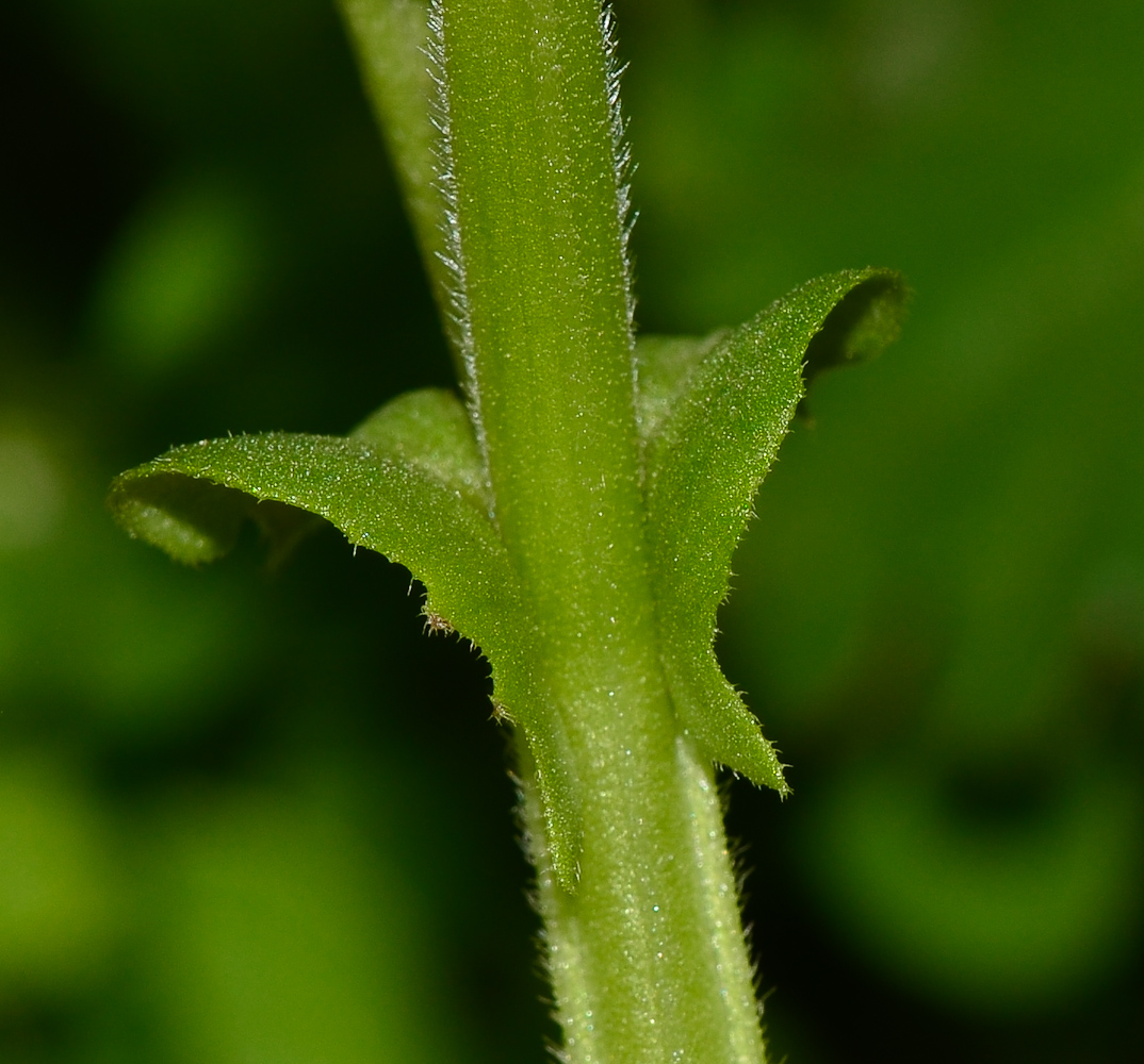 Изображение особи Vicia faba.