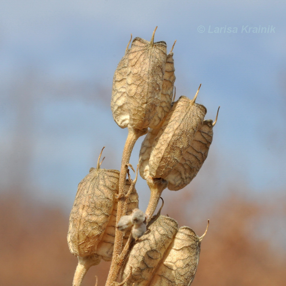 Image of Aconitum coreanum specimen.