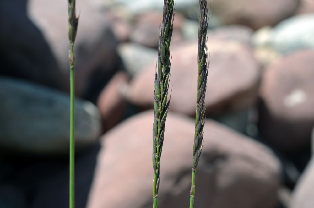 Изображение особи род Elymus.
