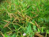 Lathyrus sylvestris