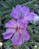 Geranium tuberosum