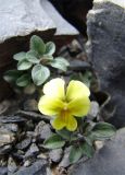 Viola minuta