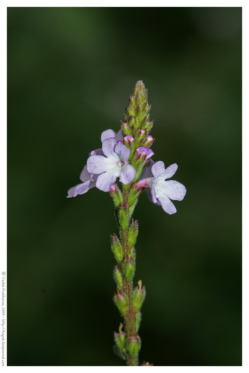 Image of Verbena officinalis specimen.
