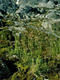 Deschampsia alpina