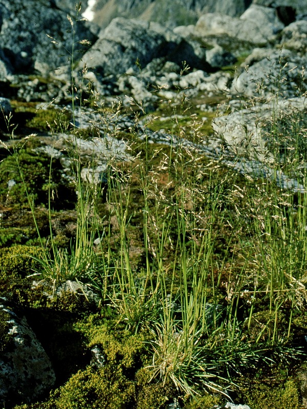 Изображение особи Deschampsia alpina.