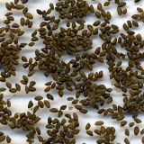 Plantago major. Семена. Курская обл., Железногорский р-н, дер. Клишино, ур Нележ, опушка леса. 1 ноября 2009 г.