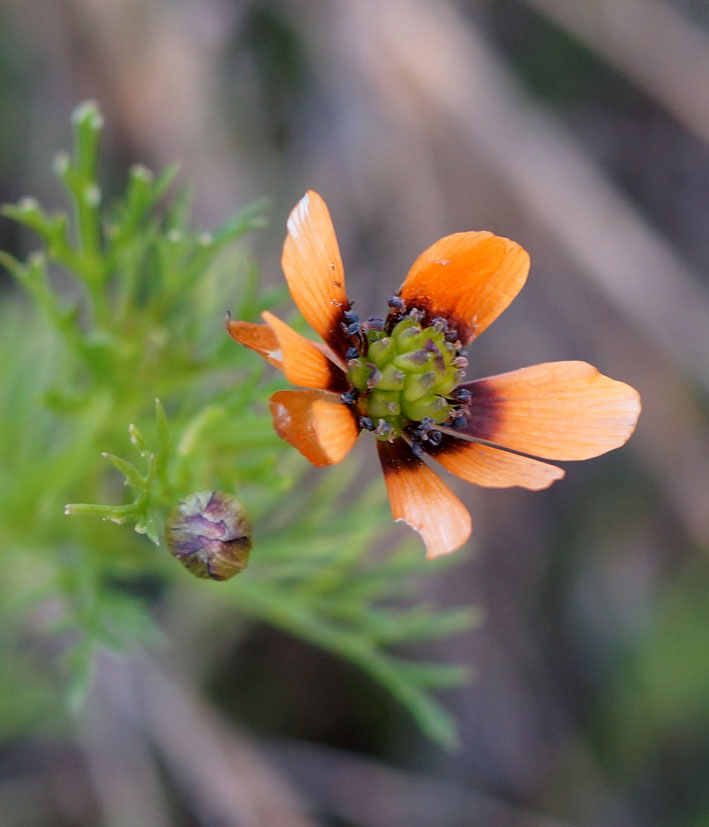 Image of Adonis parviflora specimen.