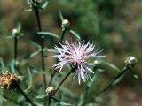 Centaurea protogerberi